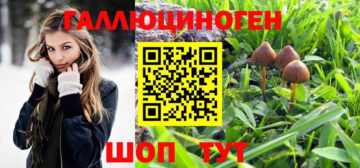 закладка  Вход с VPN  Юрга  Псилоцибиновые грибы Psilocybine cubensis 
